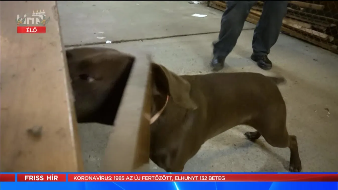 Mozaik - Hogyan gyakorolnak a NAV keresőkutyái az éles bevetésekre? (2021-12-21)