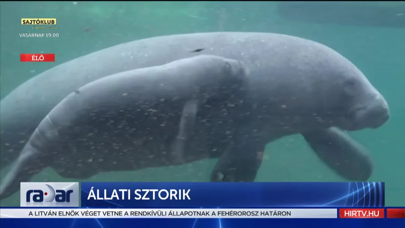 Radar: Állati sztorik