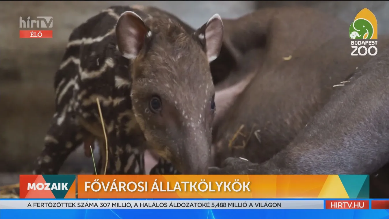 Mozaik - Fővárosi állatkölykök