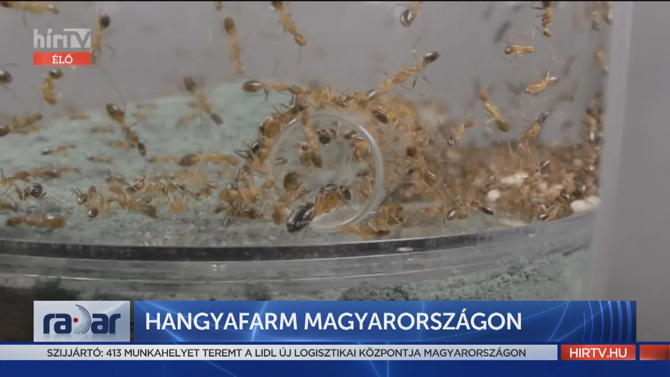 Radar - Hangyafarm Magyarországon