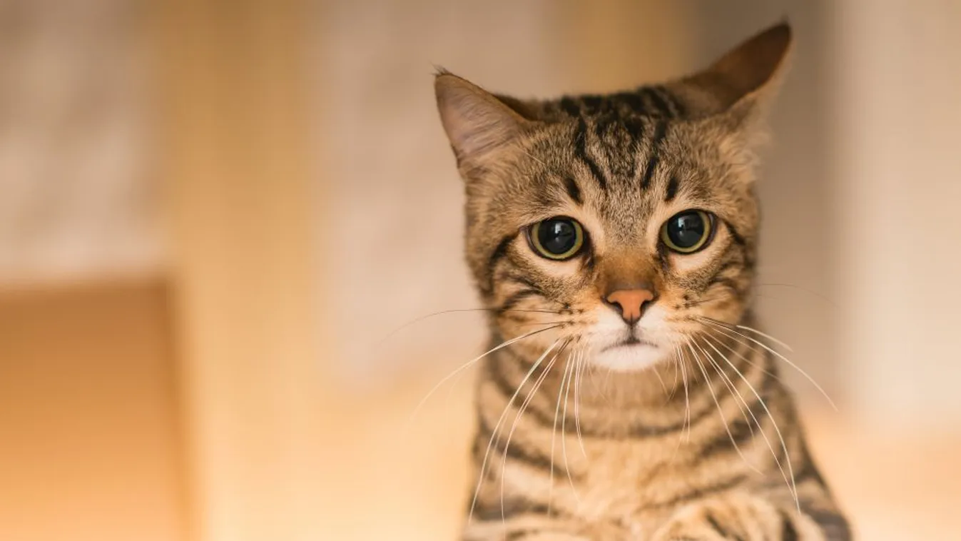 Magára hagyta macskáit meghalni