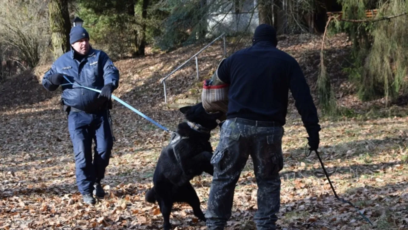 Szolgáltai kutyák a hotelben