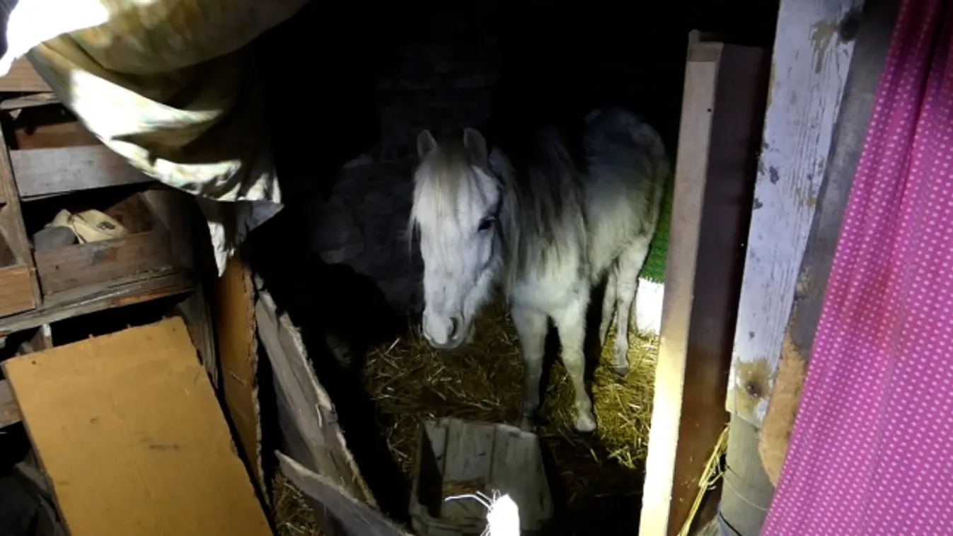 Állatkínzás miatt indítottak eljárást a csepeli rendőrök