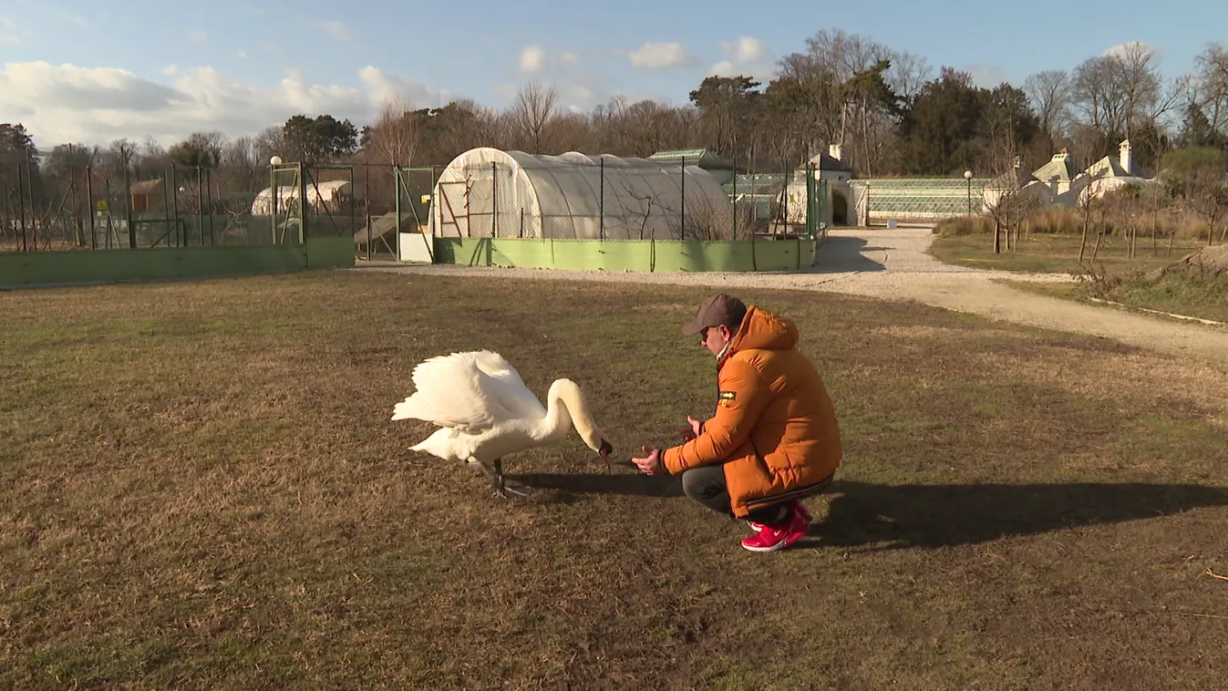 Radar - Hattyú barátság