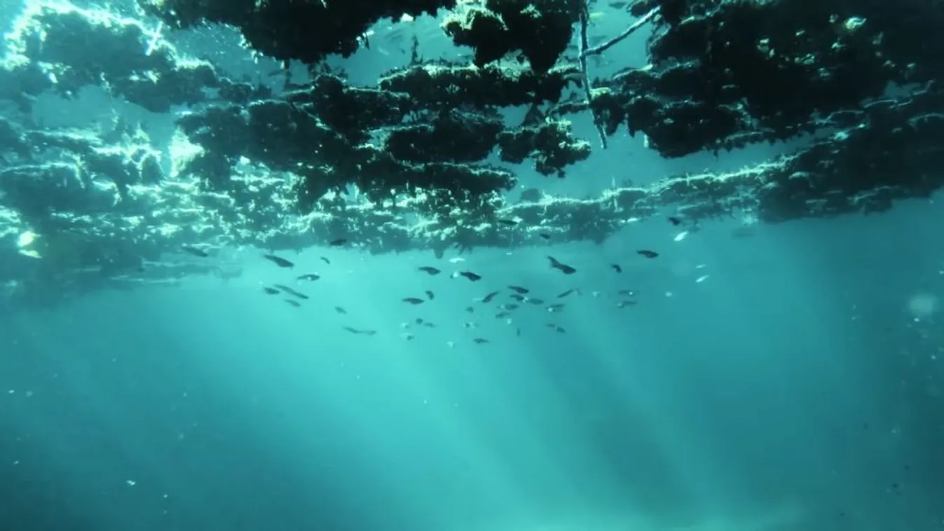 Bámulatos természetfilm