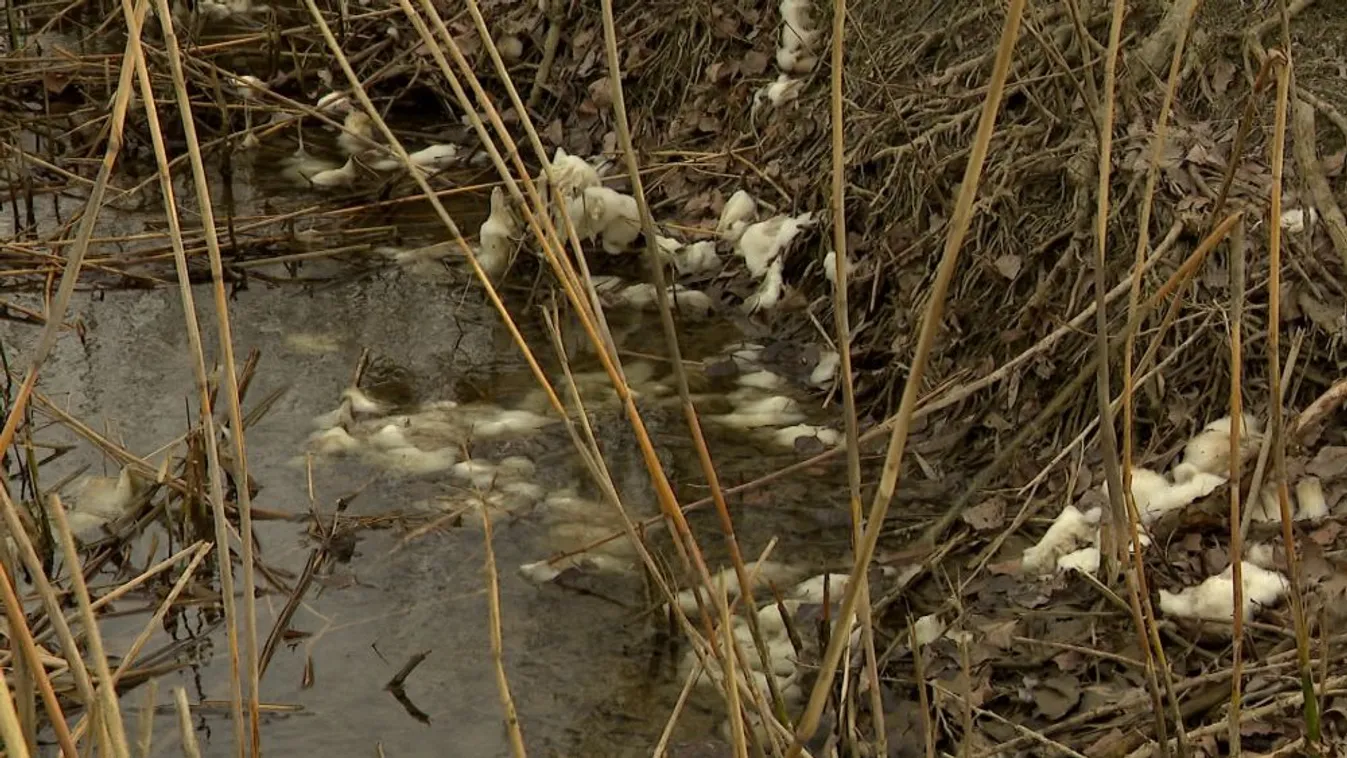 A ragadozót még mindig keresik