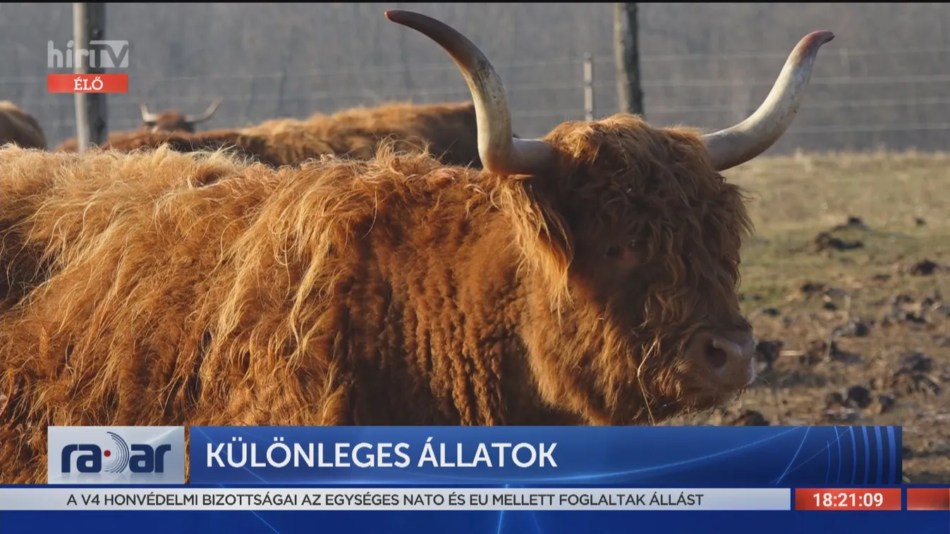 Radar - Különleges állatok