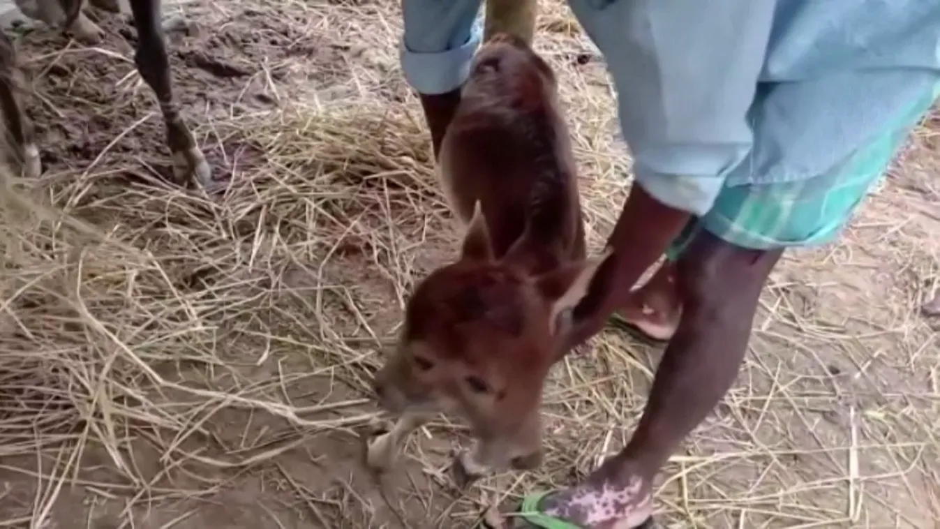 Radar - Állati sztorik a nagyvilágból