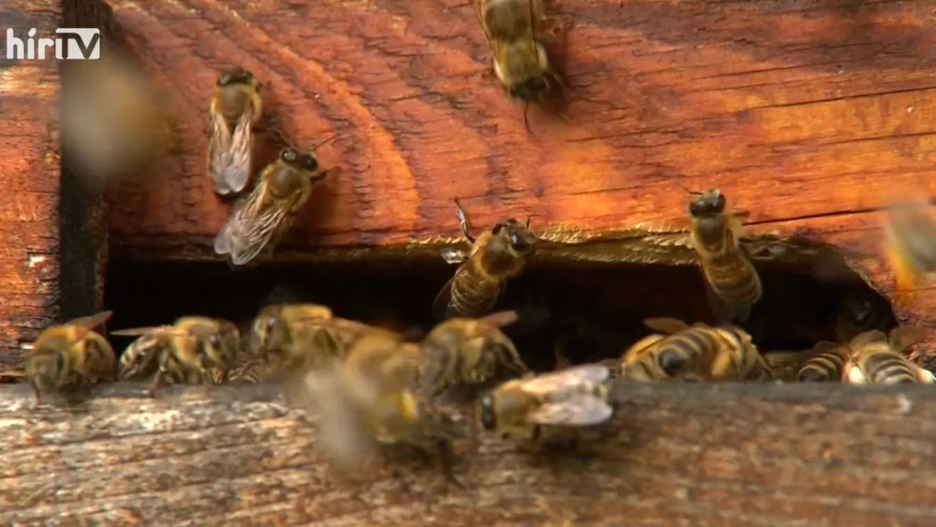 Soroló: Megosztotta a méhészeket a tavalyi év