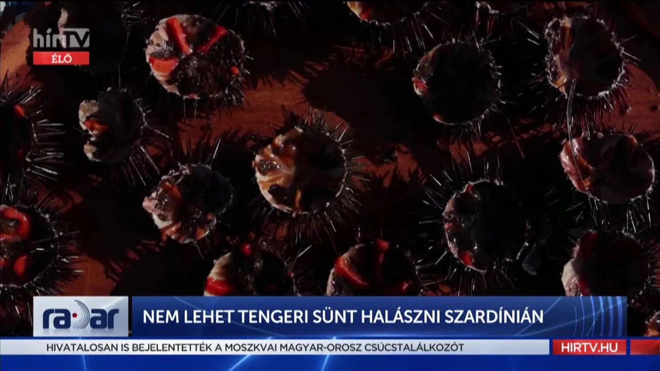Radar - Nem lehet tengeri sünt halászni Szardínián (2022-01-31)