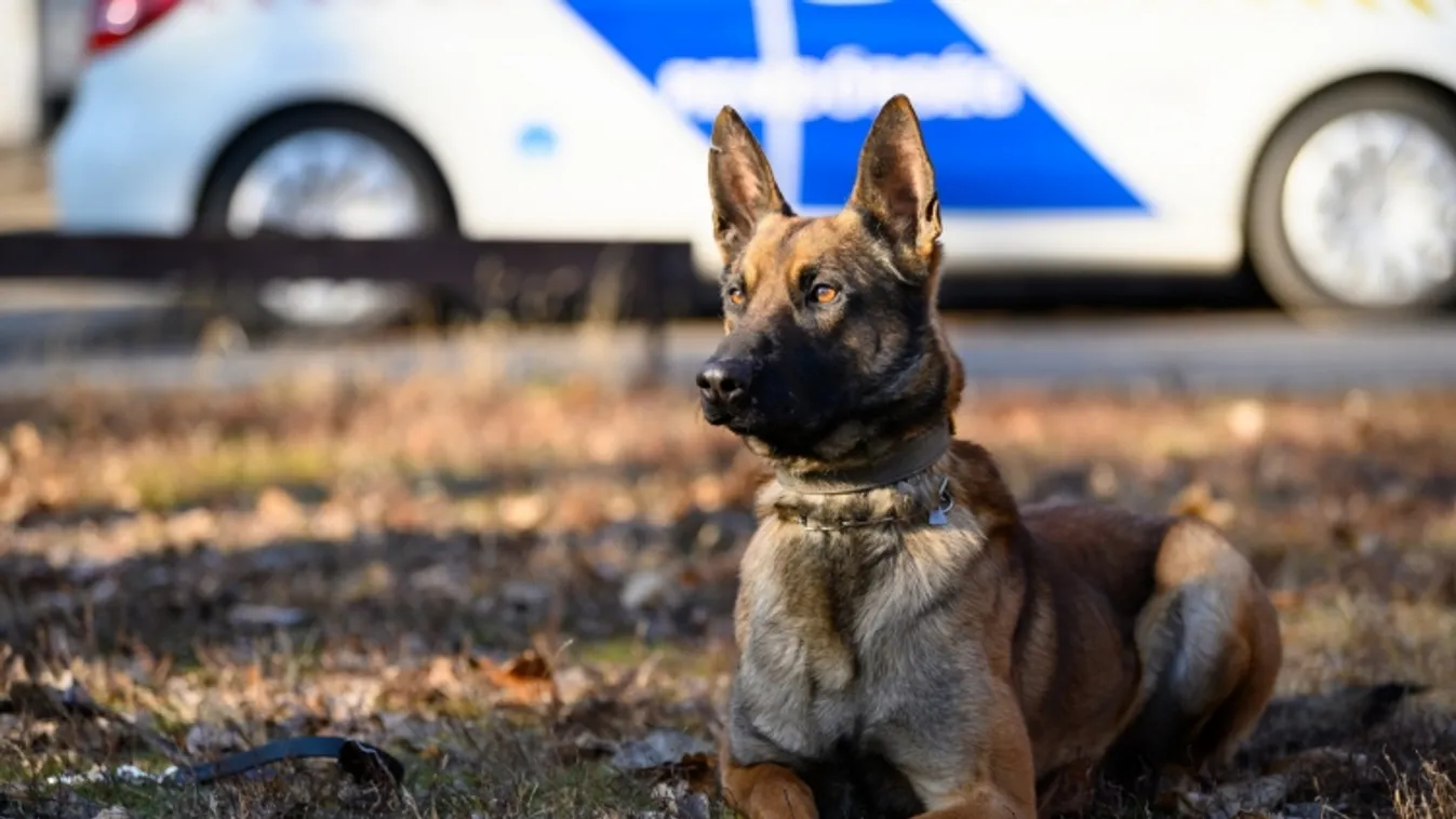 Kutyákat keresünk!