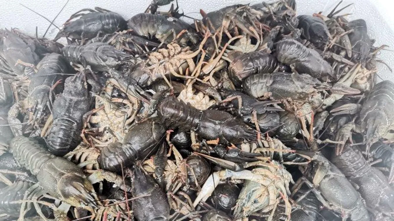 Kecskerákokat akart átcsempészni az országon két román férfi