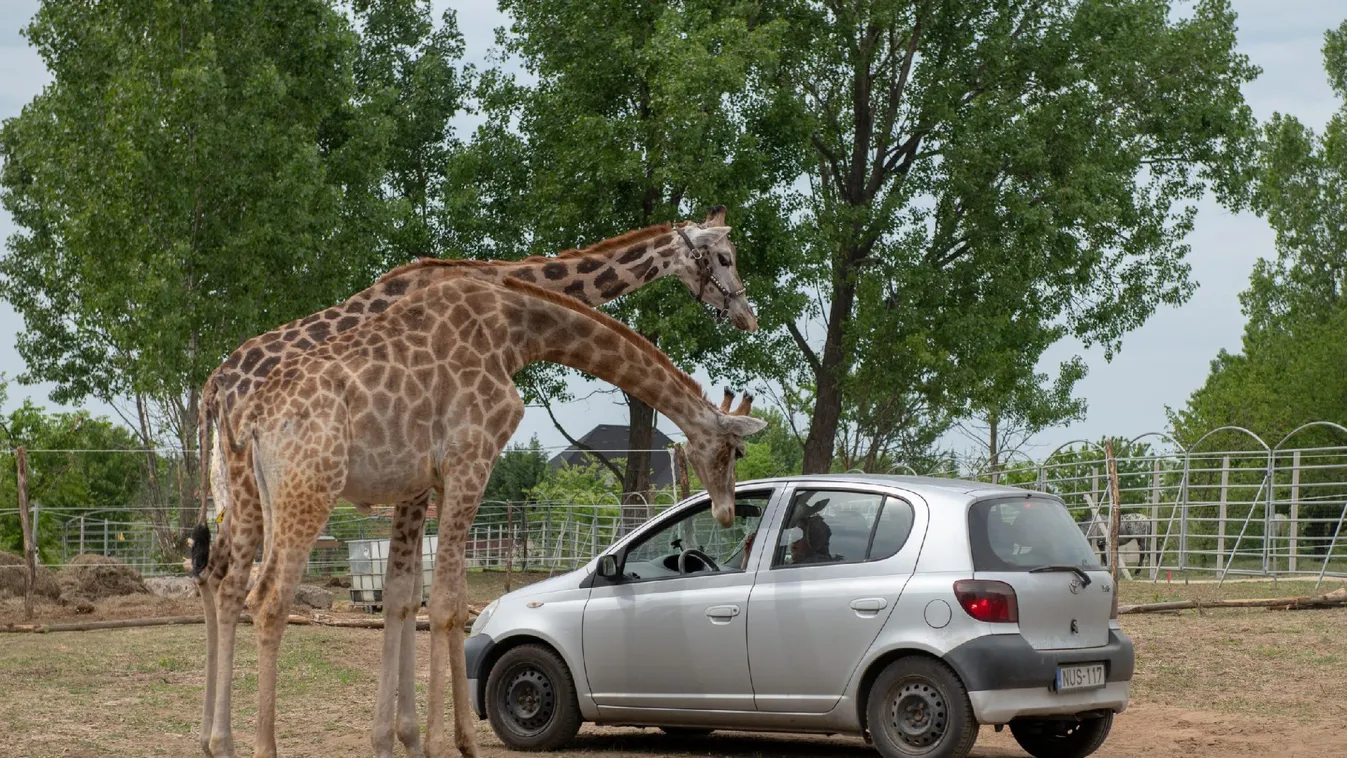 Nagykőrösön találta meg új helyét hazánk egyetlen autós szafariparkja