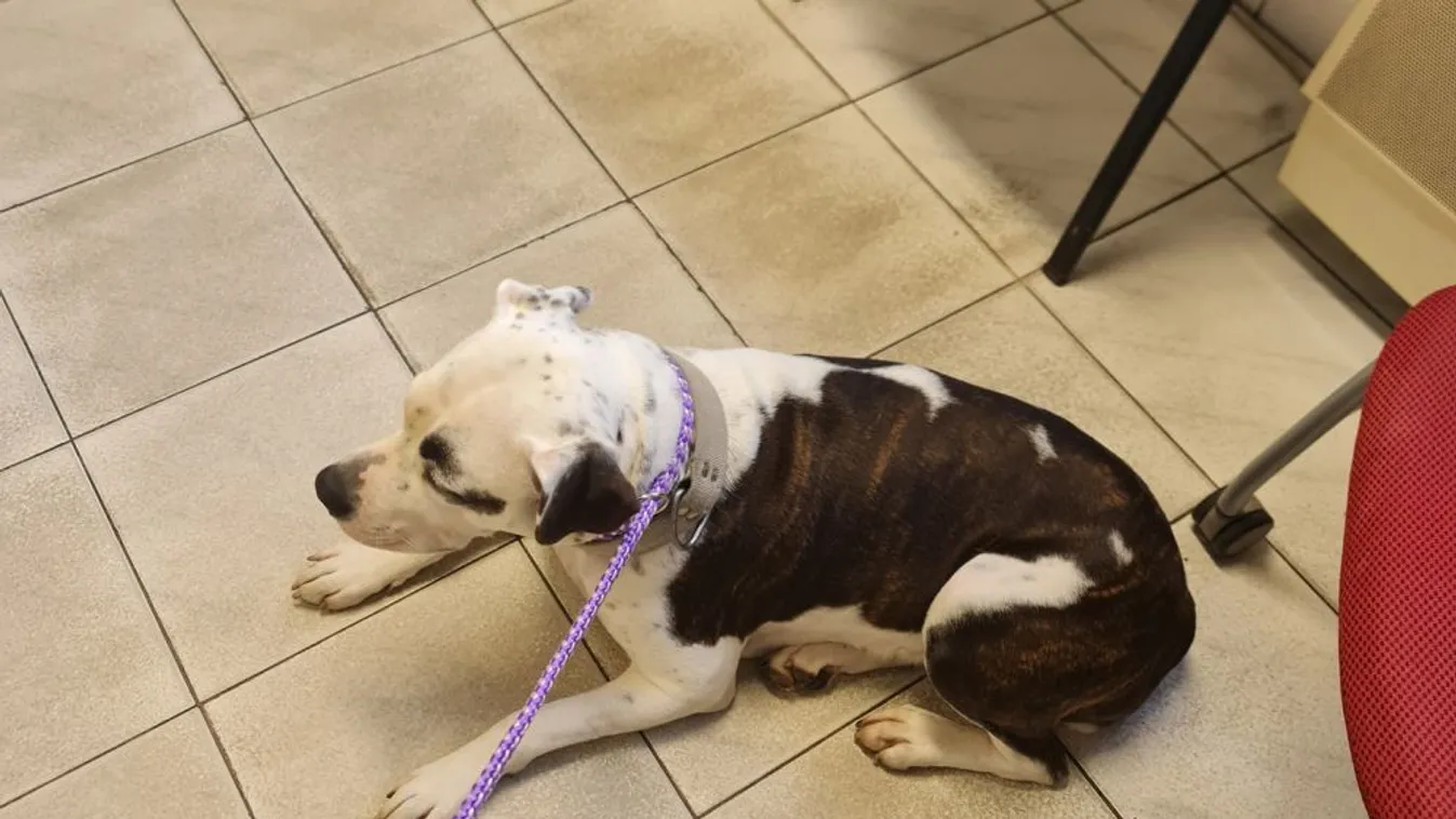 Viperával verte a kutyát az utcán, elfogták