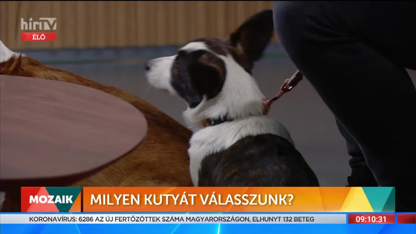 Mozaik - Milyen kutyát válasszunk? (2022-02-23)
