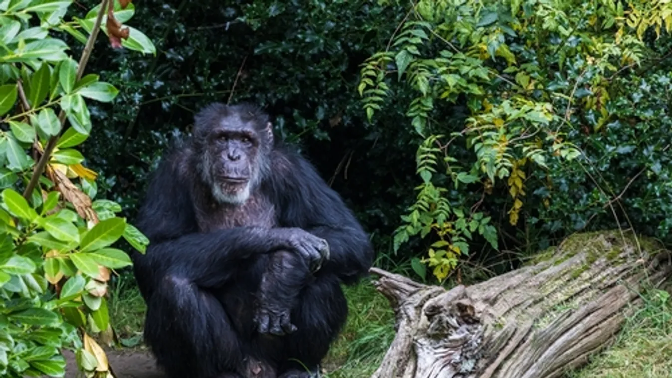 Elpusztult Európa legöregebb hím csimpánza egy német állatkertben