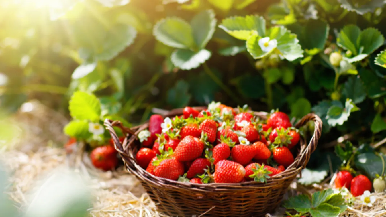 Rekordsúlyú, majdnem 30 dekás eper termett Izraelben