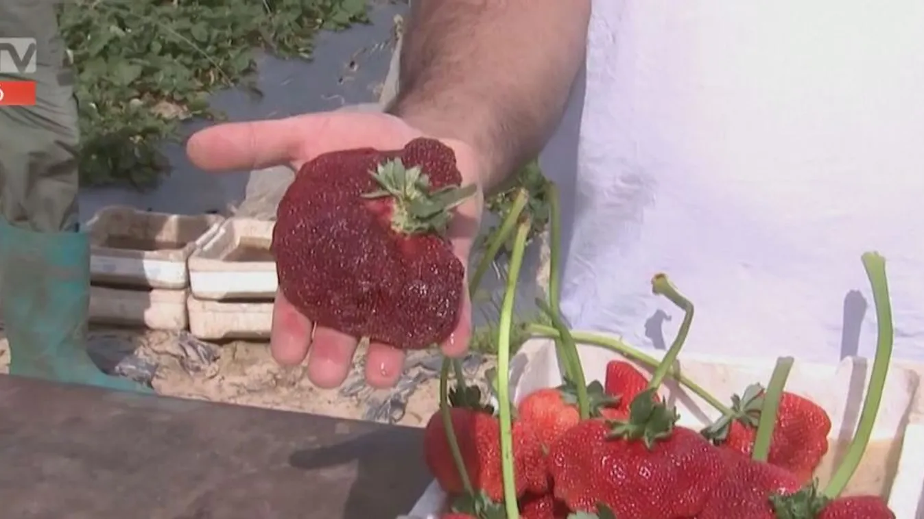 Radar: Színes hírek a nagyvilágból