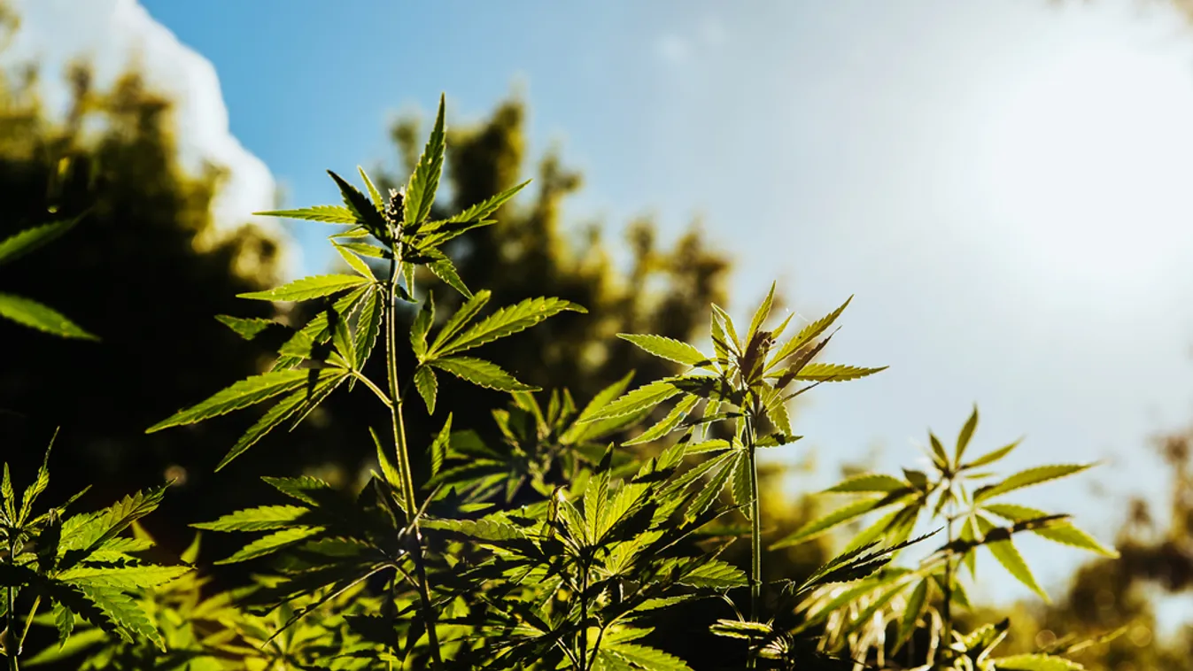 Budapest Környéki Törvényszék – Az ügyészi indítvány szerint a pincéjében nevelt cannabis ültetvényt a terhelt