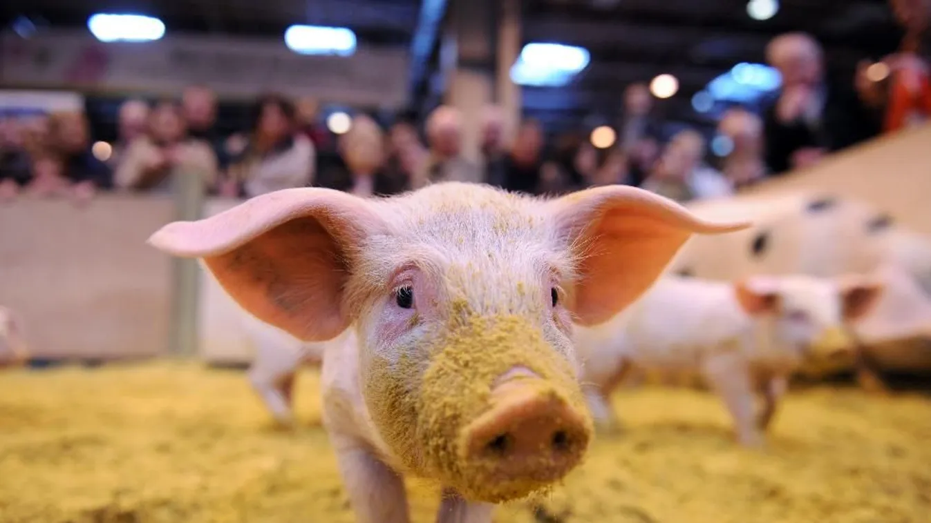 Agrárminisztérium: Rendkívüli támogatást kapnak a sertéstartók