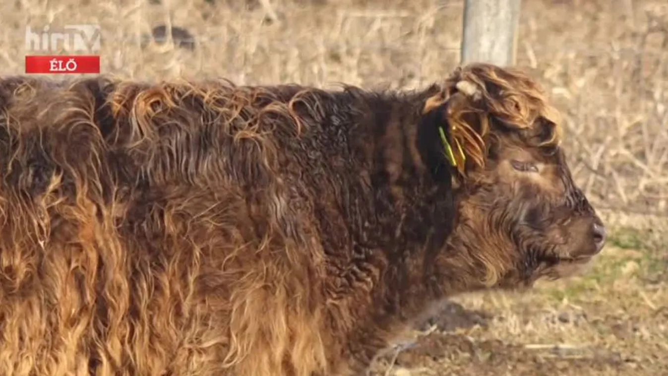 Mozaik - Különleges állatok