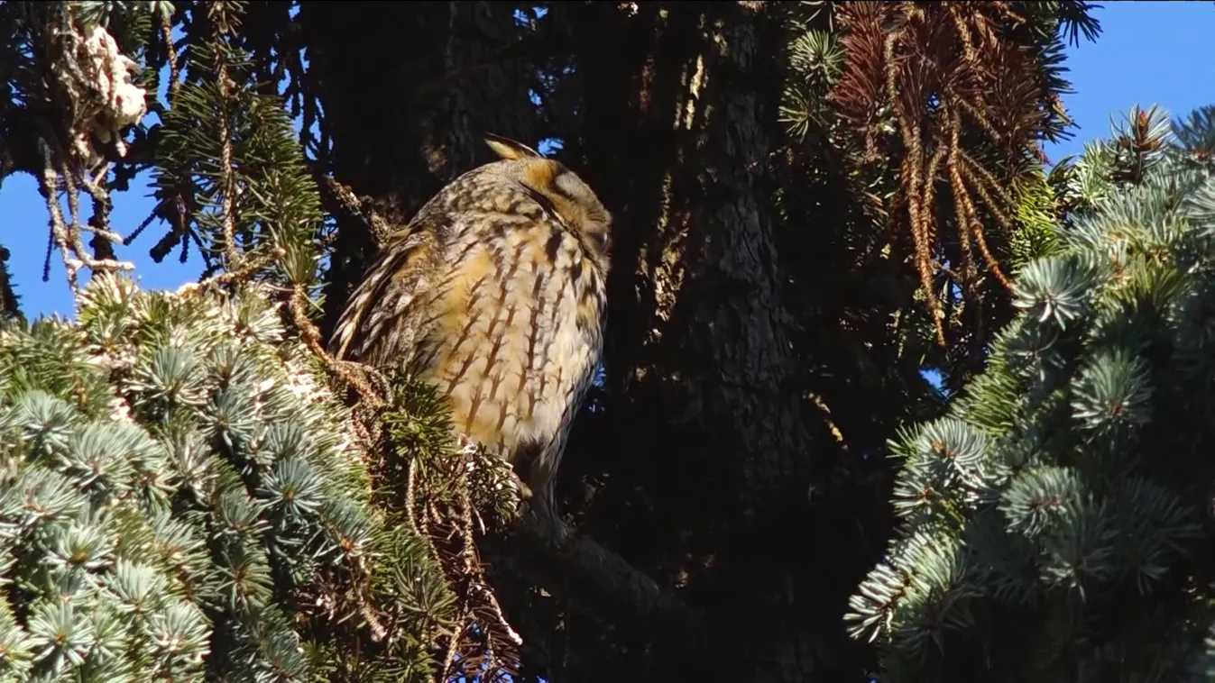 Radar - Egyre kevesebb a fülesbagoly
