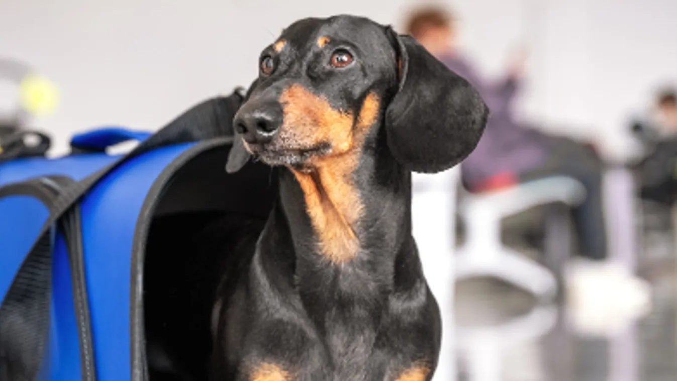 Nébih: Egyszerűsített eljárással hozhatnak magukkal társállatot a menekülők