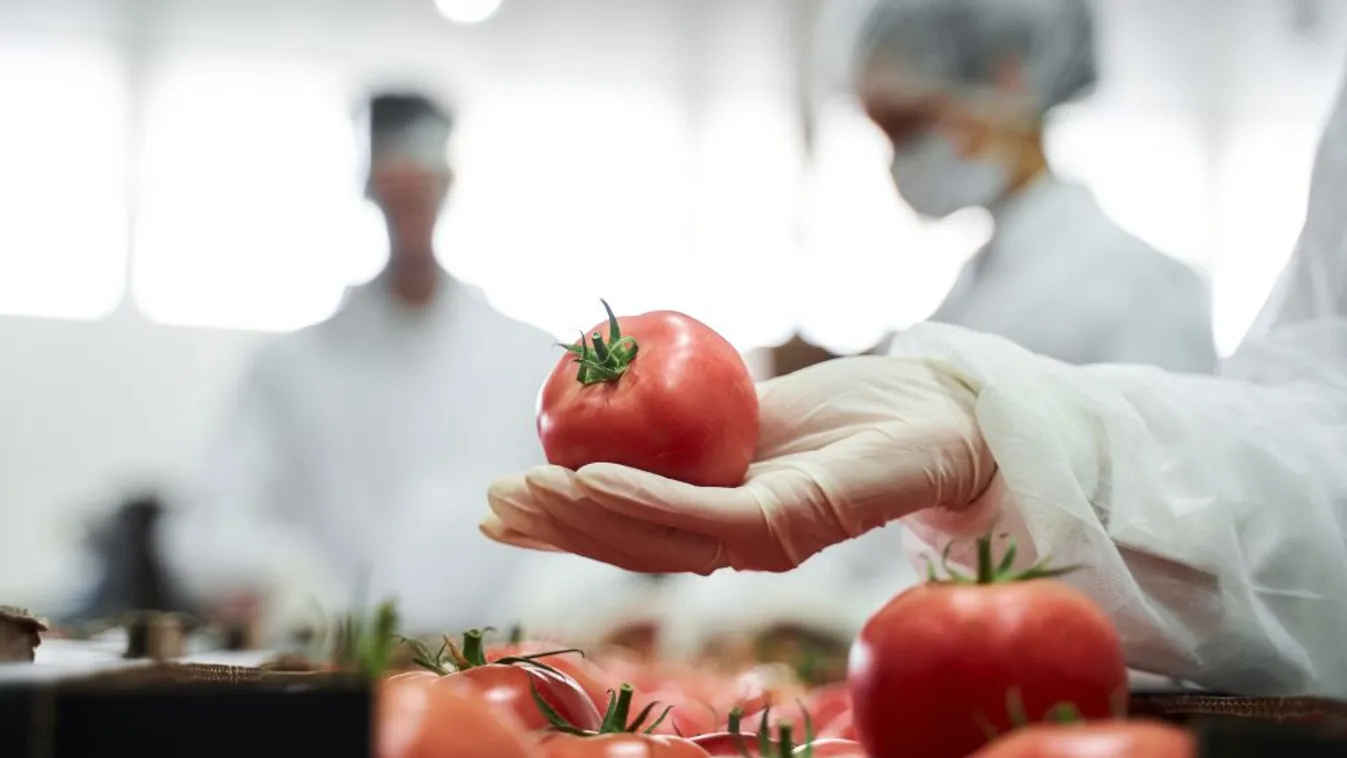 Nyolcmilliárd forintos pályázat indul az élelmiszeripar technológiai beszállítóinak