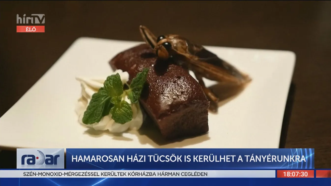 Radar: Hamarosan házi tücsök is kerülhet a tányérunkra
