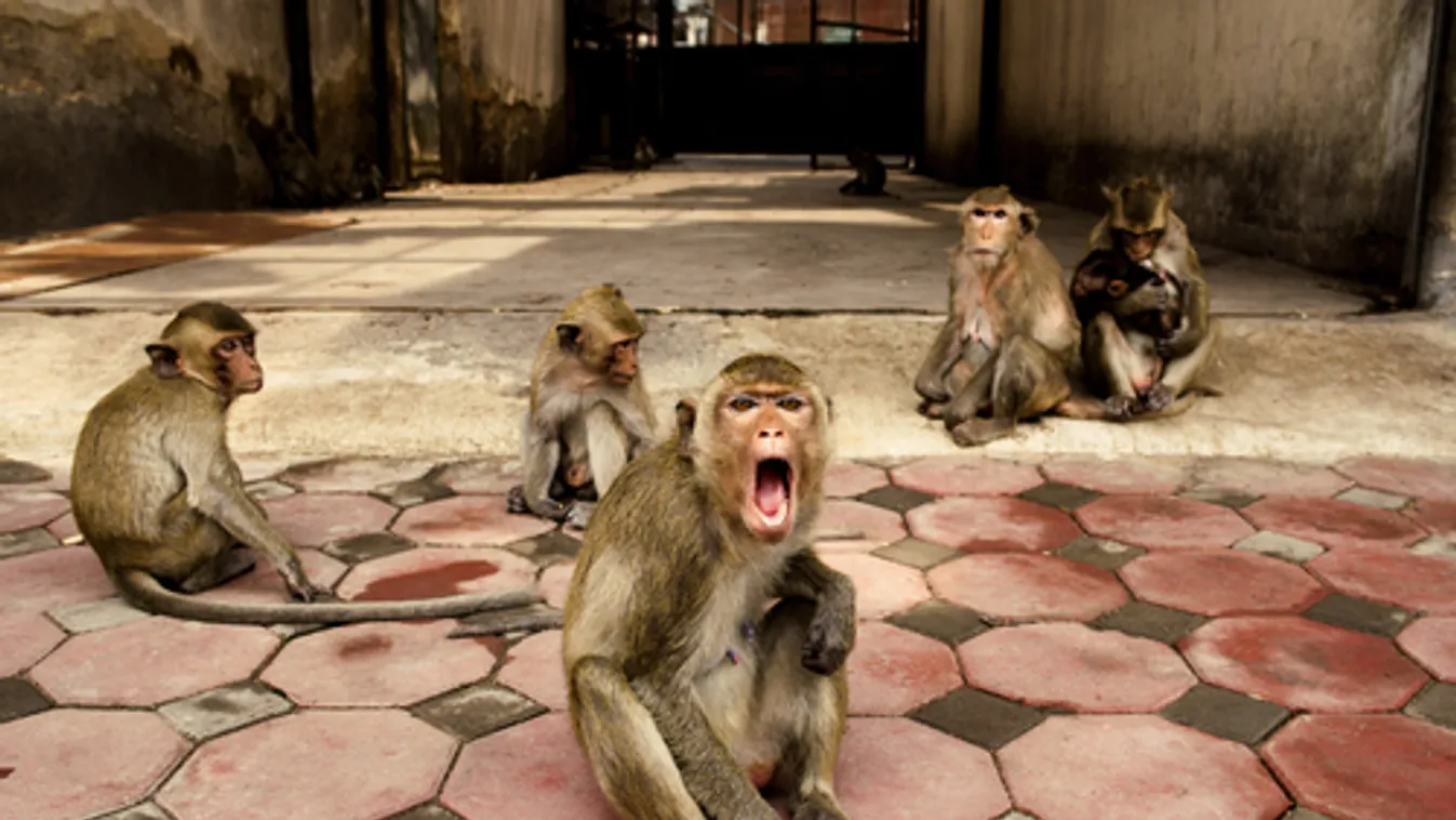 Valóra vált horror: majmok ragadták el és gyilkolták meg a kislányt
