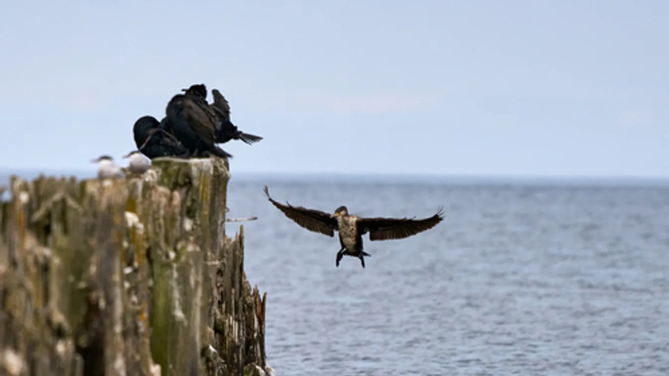 Elpusztult vagy haldokló tengeri madarak százait találták egy dániai szigeten