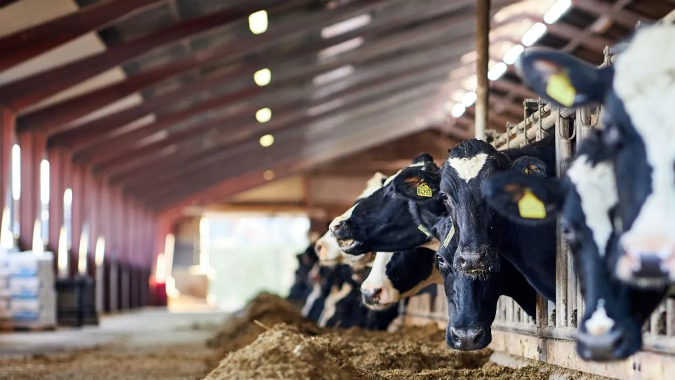 Gümőkórral fertőzött szarvasmarhatelepet számoltak fel Bács-Kiskun megyében
