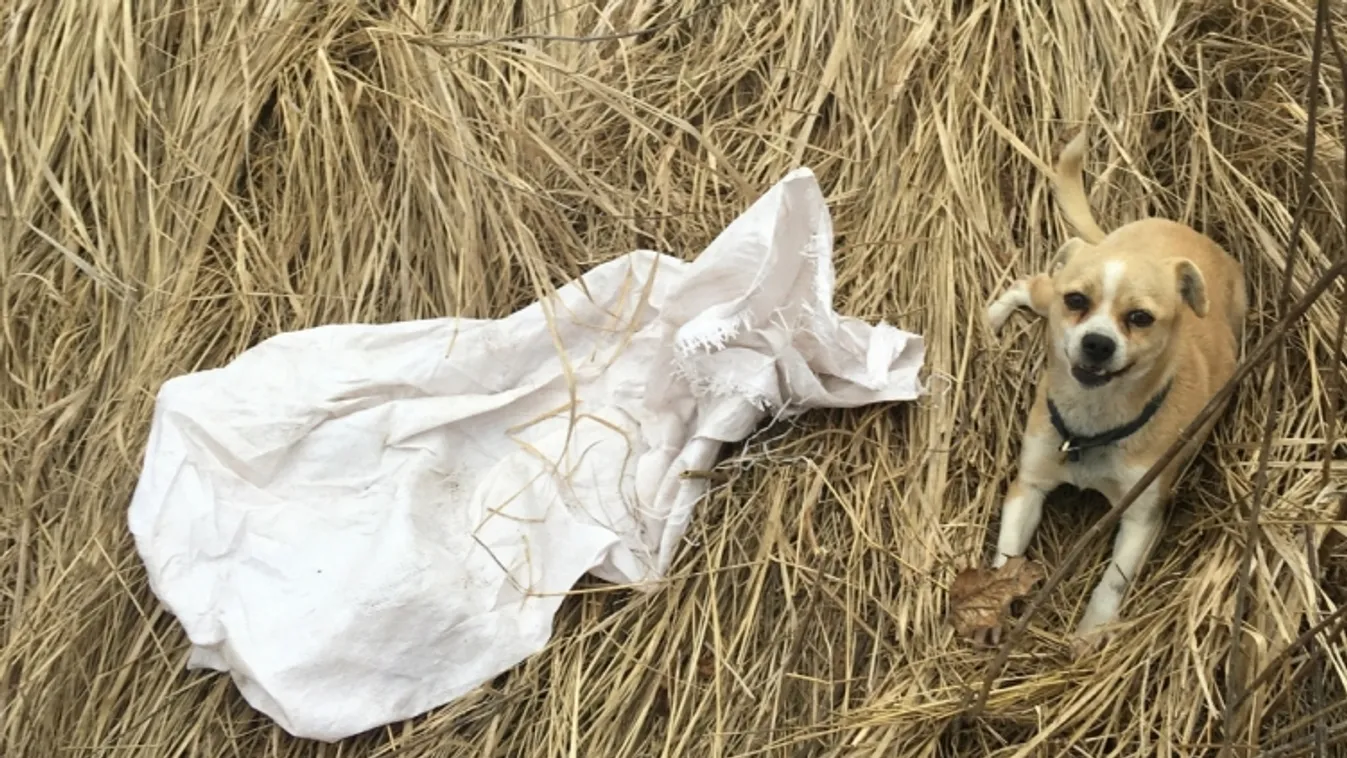 Nem ment el mellette – Pulice őrjárat Tiszalúcon