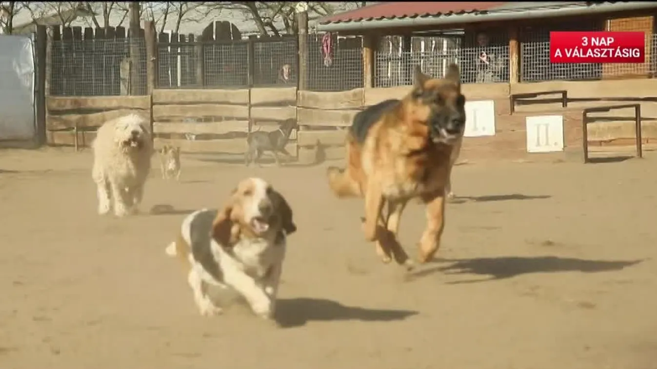 Radar: Az állatok nyelvén