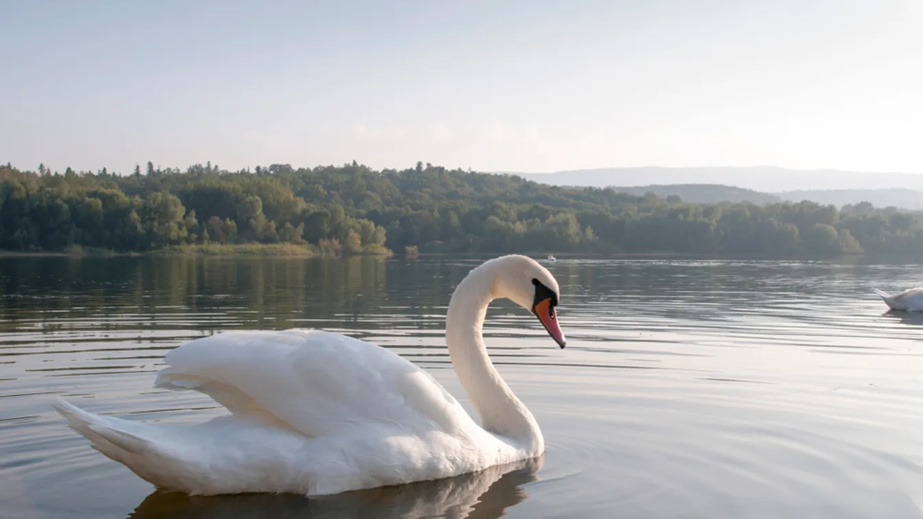 Hattyúhajsza az M1-esen