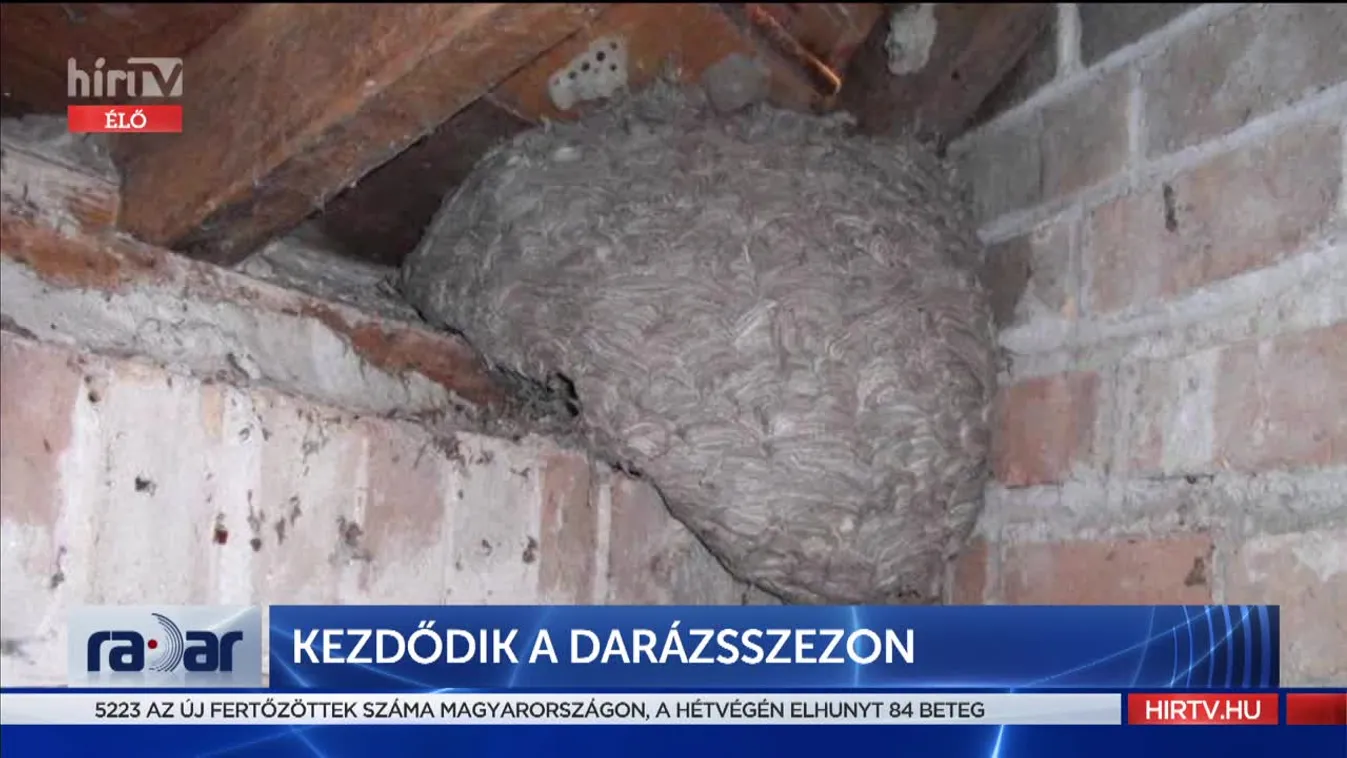 Radar - Kezdődik a darázsszezon (2022-03-28)