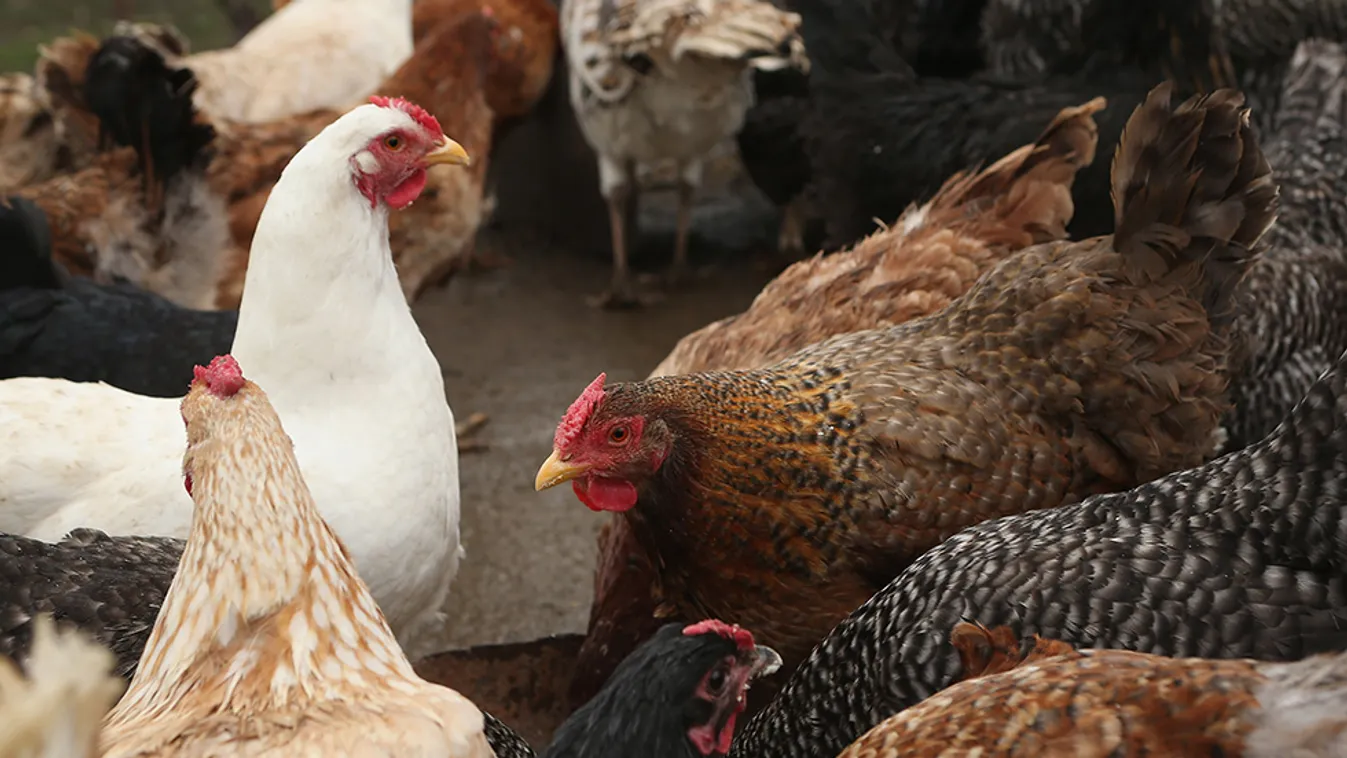 KSH: kevesebb sertést és marhát, de több tyúkot tartottak a múlt év végén