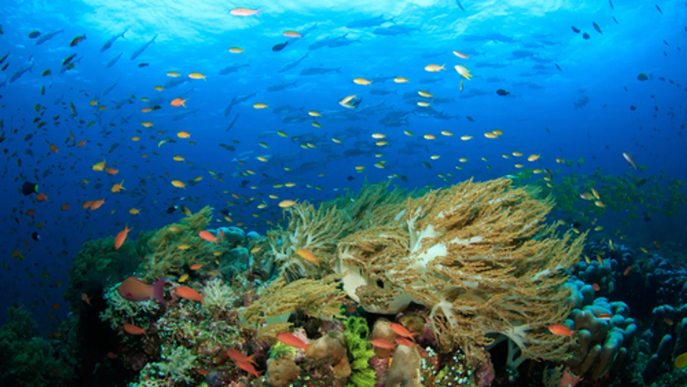 Tizenöt centimétert emelkedett a Dél-kínai-tenger szintje 1900 óta