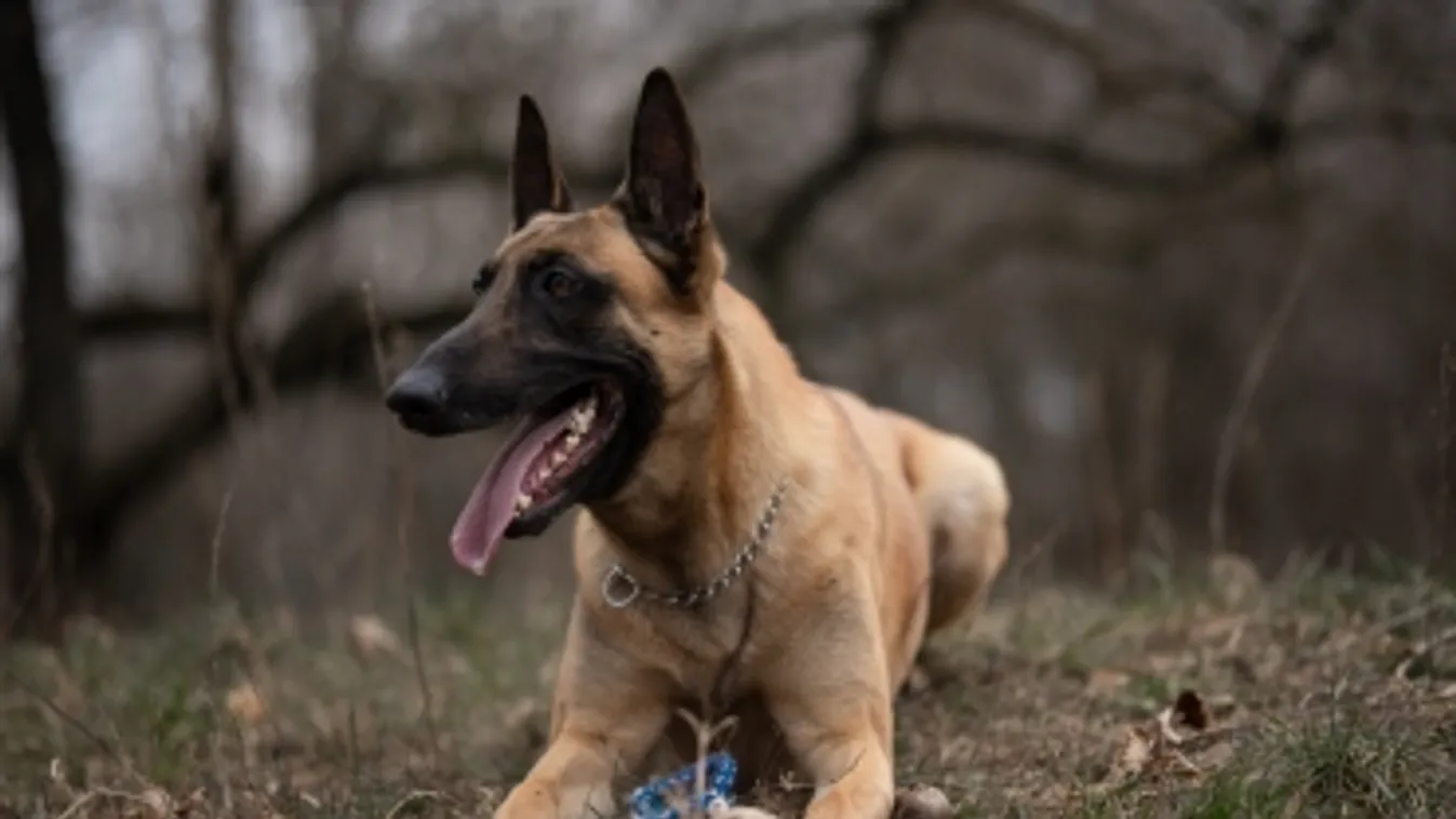 Márciusi kutyavásárok