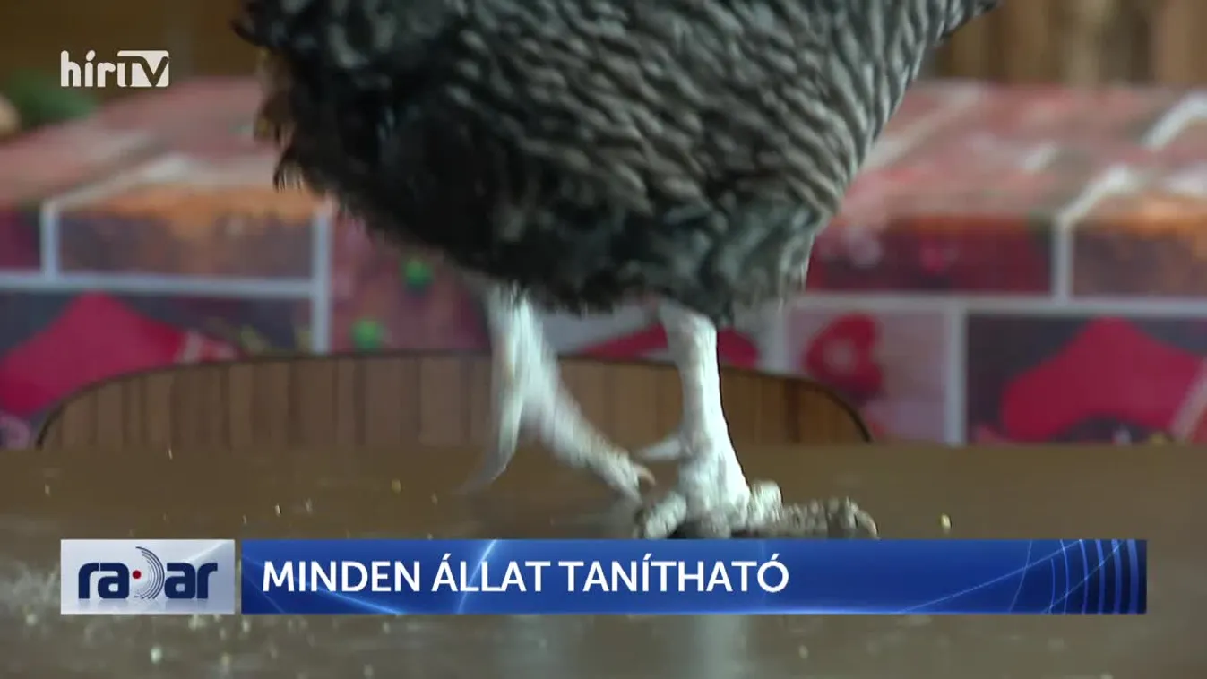 Radar - Minden állat tanítható (2022-03-09)