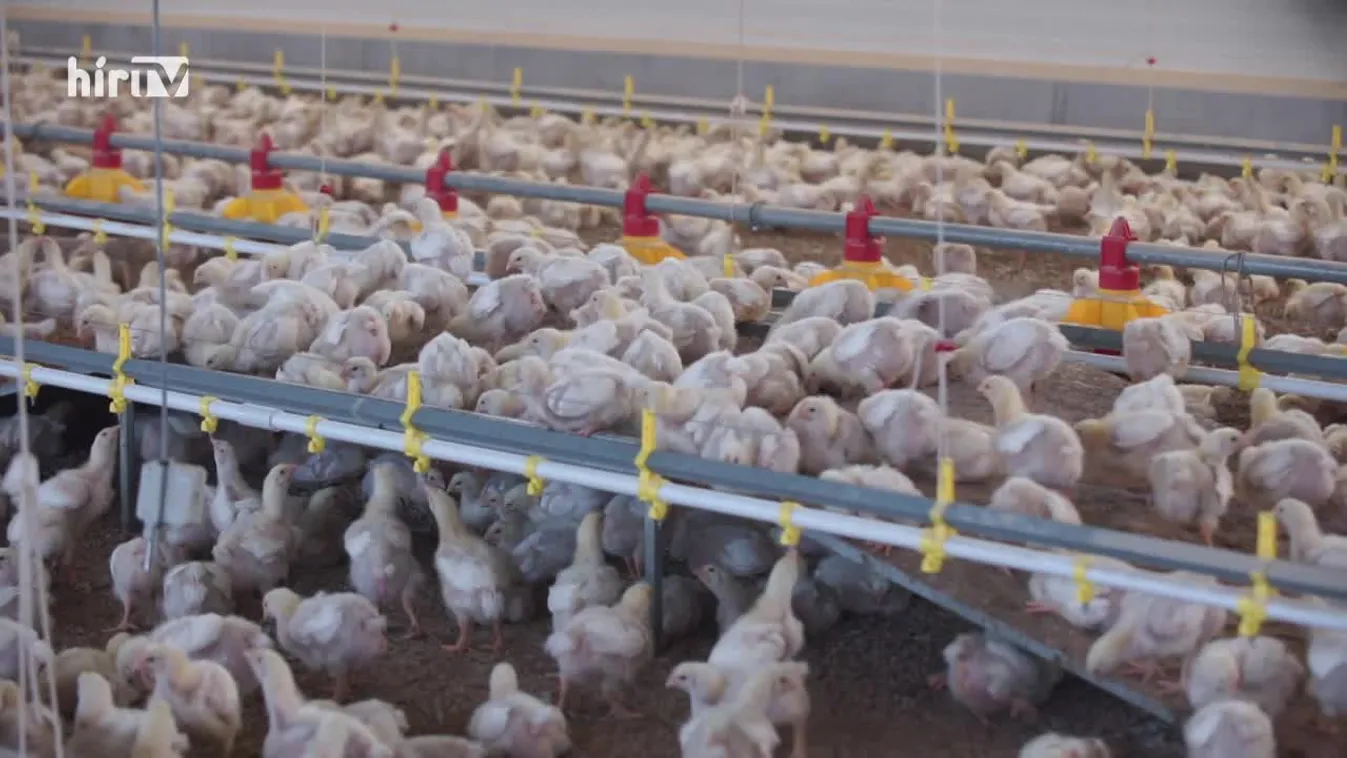 Soroló: Árstop hatások