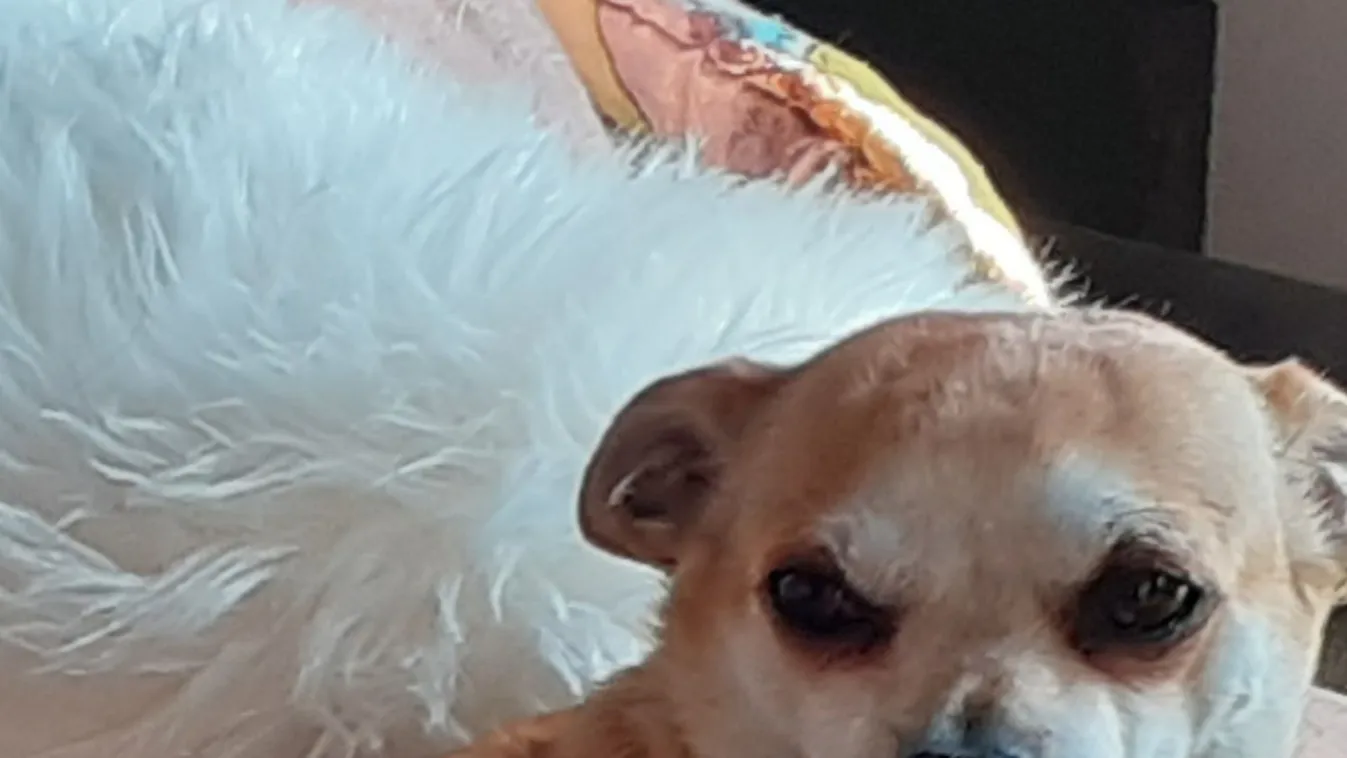 Rettegnek a harcias kutyától, aki a Sóstónál támadta meg Erzsébetet és kutyáit