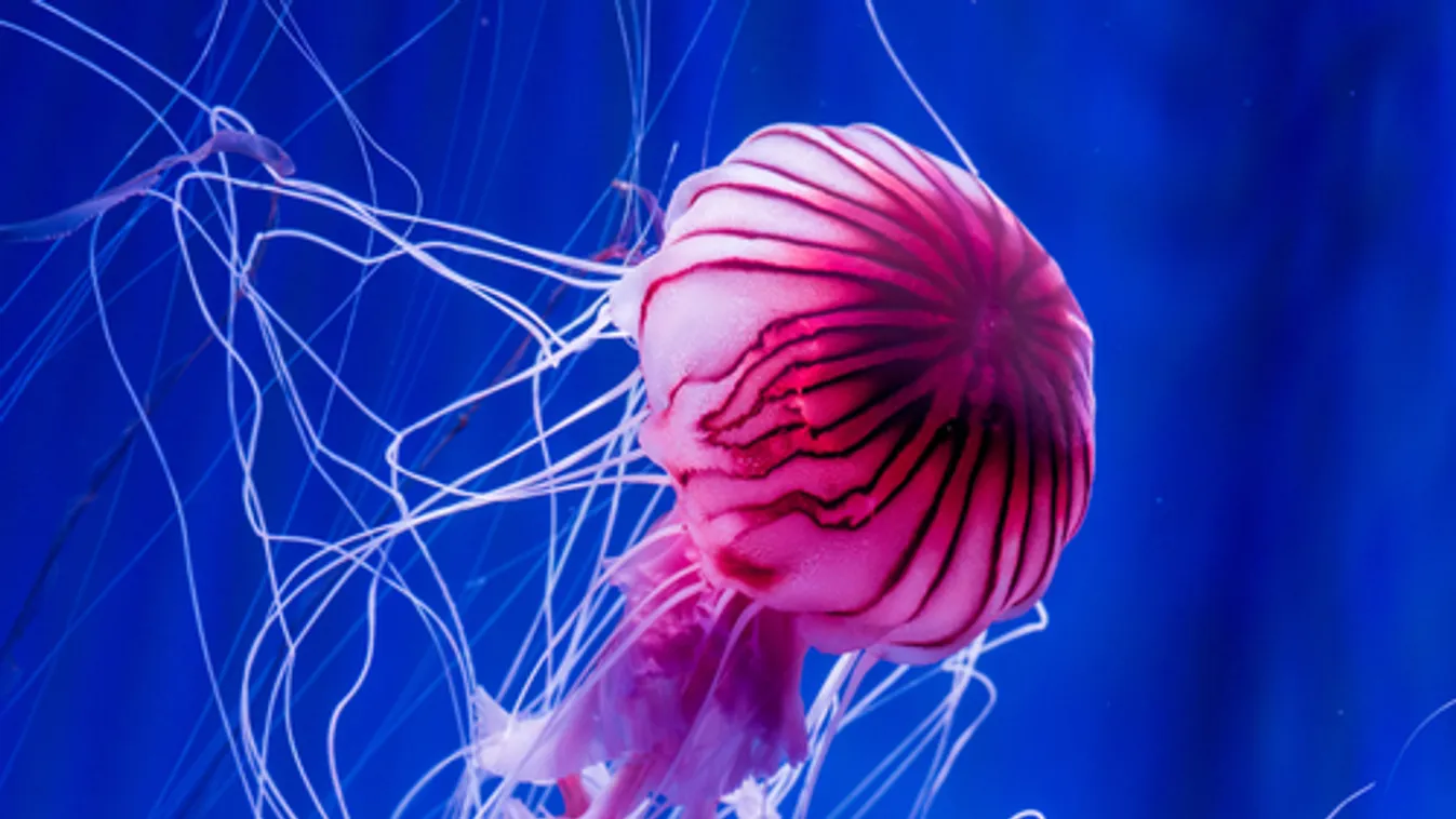 Álomnyaralásból rémálom: Két hétig küzdött az életéért, miután valami megcsípte a tengerben