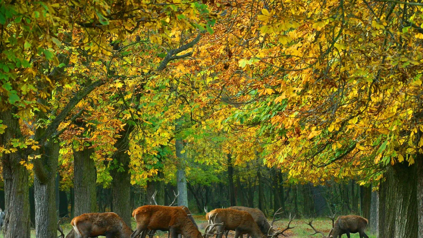 A hullajtott agancsok engedély nélküli gyűjtése illegális és természetkárosító