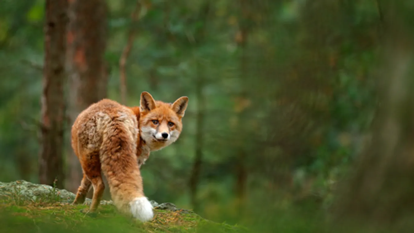 Milliárdszámra pusztítják a vadon élő macskák és rókák Ausztrália állatait