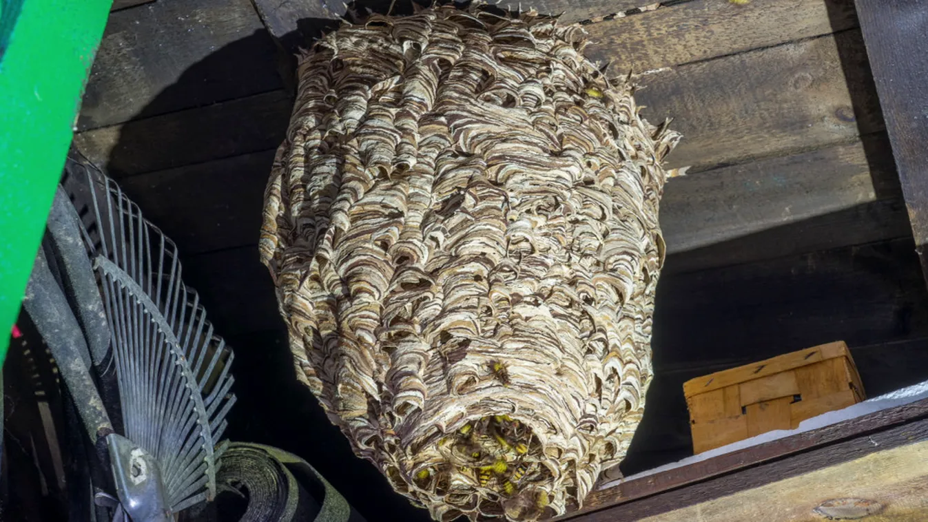 Radar: Kezdődik a darázsszezon