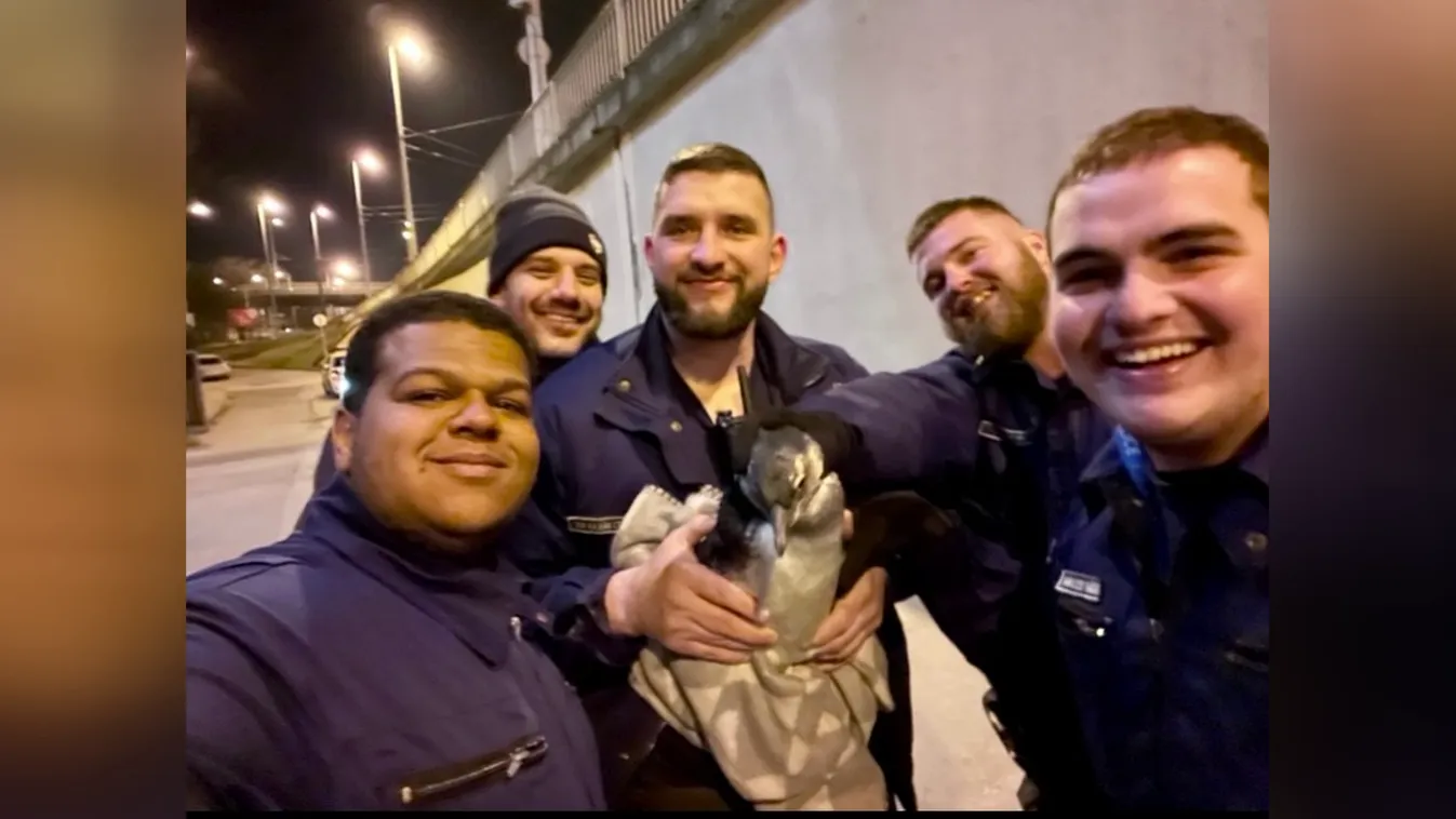 Radar - Pingvinek és kecskék