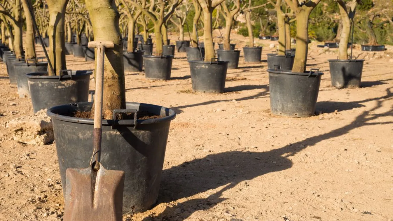 AM: A klímavédelem fák elültetésével kezdődik
