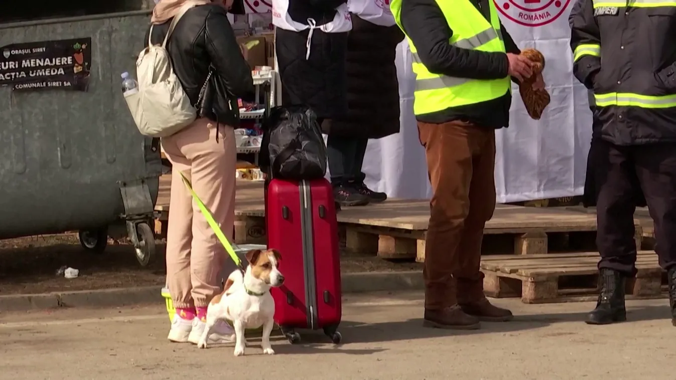 A háziállatok is menekülnek a háború elől