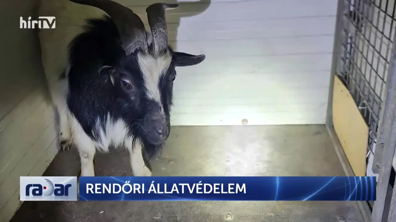 Radar - Rendőri állatvédelem (2022-03-11)
